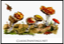 Six Mushrooms