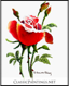 Single Rose with Three Buds