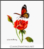 Monarch Butterfly and Rosebuds