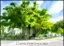 Hawi Farmer's Market 