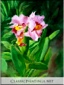 Hawi Orchids, Big Island